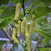 Yellow Long Mulberry (Morus alba) Fruit/Ornamental Live Plant (Home & Garden)